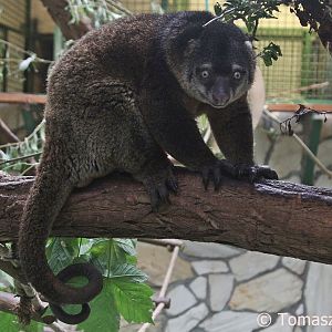 Sulawesi Bear Cuscus (Ailurops ursinus), October 2017