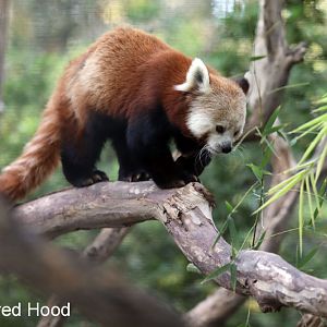 red panda
