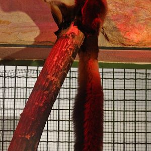 Red and White Giant Flying Squirrel (Petaurista alborufus), October 2017