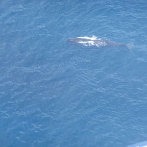 Sperm Whale (Physeter macrocephalus)