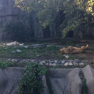 Lions