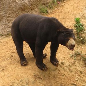 Malayan sun bear