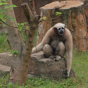 Eastern hoolock gibbon