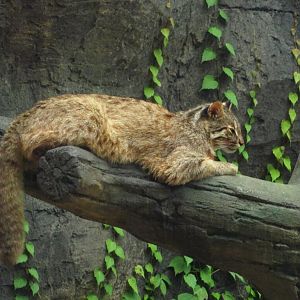 Amur leopard cat
