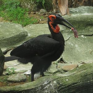 Southern ground hornbill
