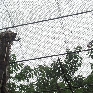 Southern ground hornbill