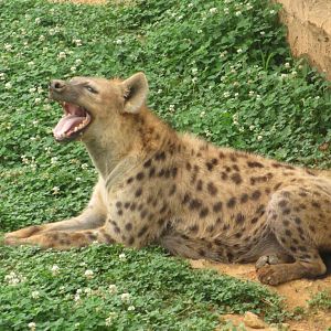 Spotted hyena
