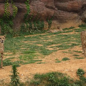 Cheetah exhibit