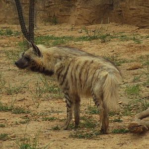 Striped hyena