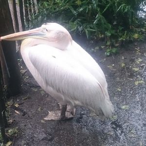 White pelican