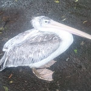 Pink-backed pelican