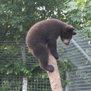 American black bear-cub