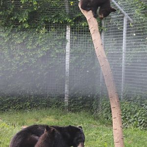 American black bears - Mother and cubs