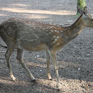 Japanese sika deer