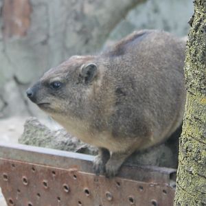 Hyrax