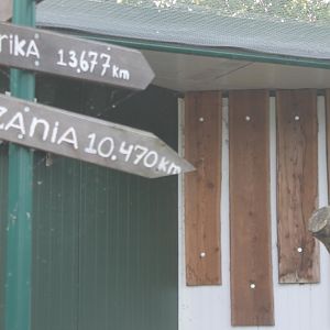 Hyrax - Far away from home.....