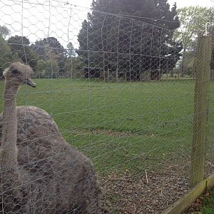 Ostrich exhibit