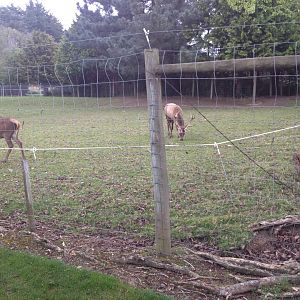 Red Deer exhibit