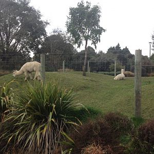 Alpacas exhibit
