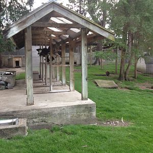 Domestic Fowl enclosure