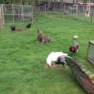 Mixed exhibit (Domestic Fowl, Wallabies, Rabbits)