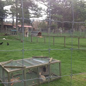 Mixed exhibit (Domestic Fowl, Wallabies, Rabbits)