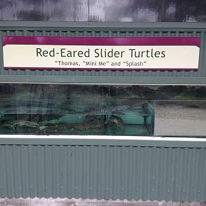 Red-eared Slider tank