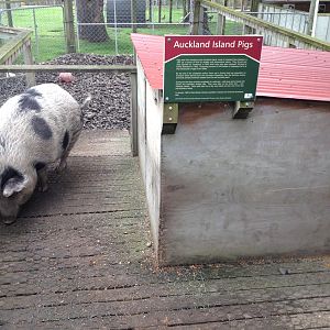 Auckland Island Pig exhibit