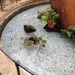 Goldfish (Carassius auratus)