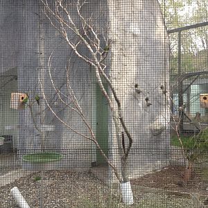 Red-crowned Parakeet exhibit