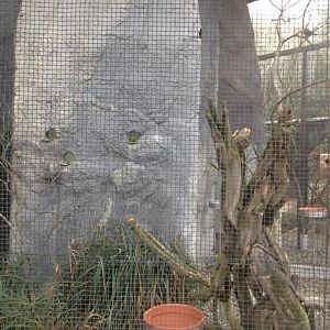 Yellow-crowned Parakeet exhibit