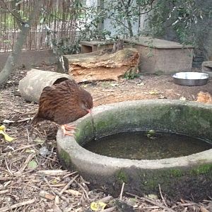 Stewart Island Weka (Gallirallus australis scotti)