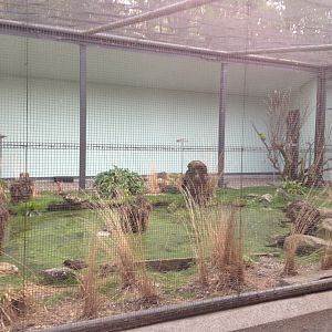 Campbell Island Teal exhibit