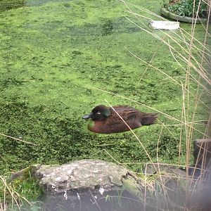 Campbell Island Teal (Anas nesiotis)
