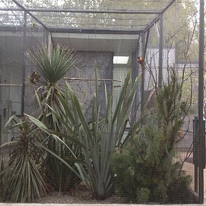 Rainbow Lorikeet exhibit