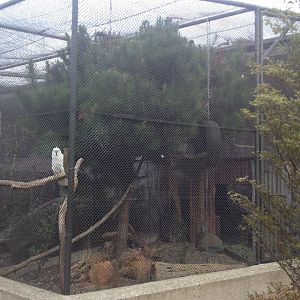 Sulphur-crested Cockatoo exhibit