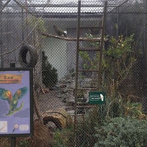 Kea exhibit