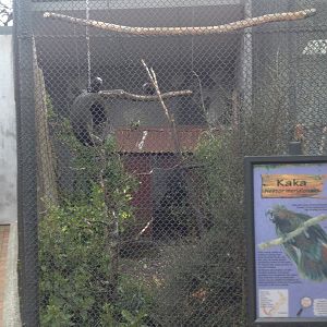 Kaka exhibit