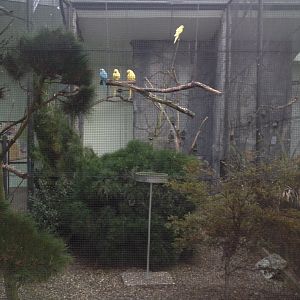 Indian Ringnecked Parrot exhibit