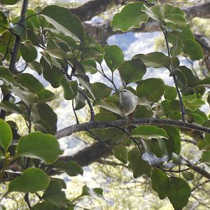 Rifleman (Acanthisitta chloris chloris)