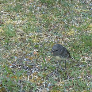 South Island Robin (Petroica australis australis)