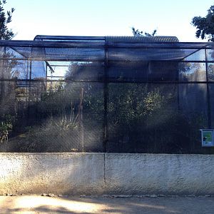 South Island Kaka exhibit