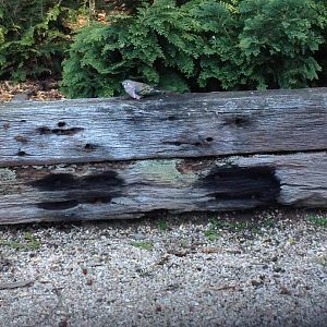 Bourke's Parrot (Neopsephotus bourkii)