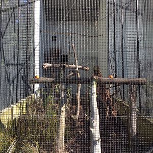 South Island Kaka exhibit