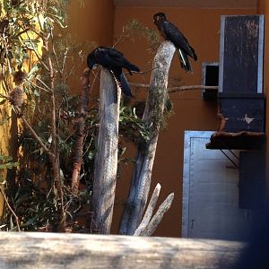 Red-tailed & Yellow-tailed Yellow-tailed Black Cockatoo