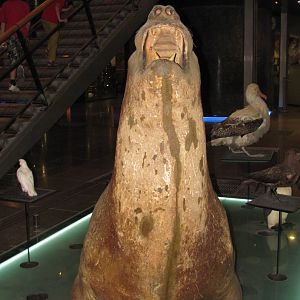Southern Elephant Seal Frontal View