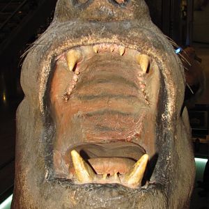 Southern Elephant Seal Mouth