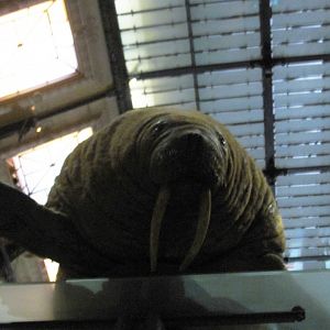 Walrus