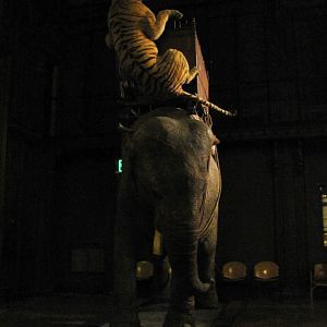 Elephant & Tigress Of The Duke Of Orleans