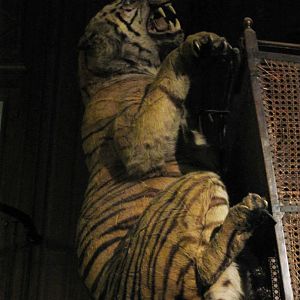 Elephant & Tigress Of The Duke Of Orleans Tigress